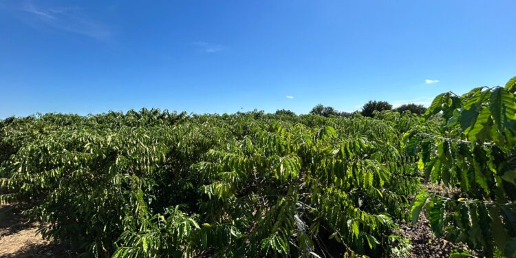 Porto Velho celebra o Dia Nacional do Café valorizando agricultores que fazem parte do desenvolvimento rural