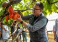 Rondônia Celebra Início da Colheita do Cacau em Buritis com Incentivos ao Desenvolvimento Sustentável da Cultura no Estado