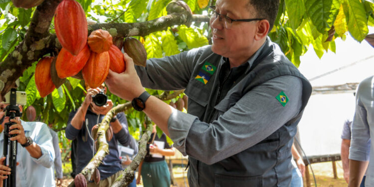 Rondônia Celebra Início da Colheita do Cacau em Buritis com Incentivos ao Desenvolvimento Sustentável da Cultura no Estado
