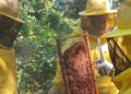 Porto Velho celebra o Dia Mundial das Abelhas com ações de incentivo à produção de mel na agricultura familiar