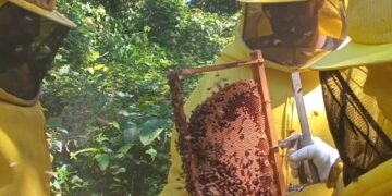 Porto Velho celebra o Dia Mundial das Abelhas com ações de incentivo à produção de mel na agricultura familiar