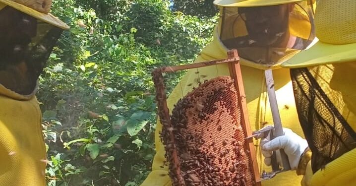 Porto Velho celebra o Dia Mundial das Abelhas com ações de incentivo à produção de mel na agricultura familiar