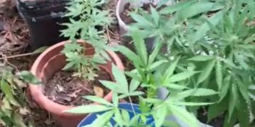PM recupera celulares roubados e descobre plantação de maconha em residencial de Porto Velho