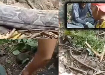 ASSUSTADOR: “A Sucuri comeu ela”: mulher desaparecida é encontrada dentro de cobra gigante; veja vídeo