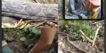 ASSUSTADOR: “A Sucuri comeu ela”: mulher desaparecida é encontrada dentro de cobra gigante; veja vídeo