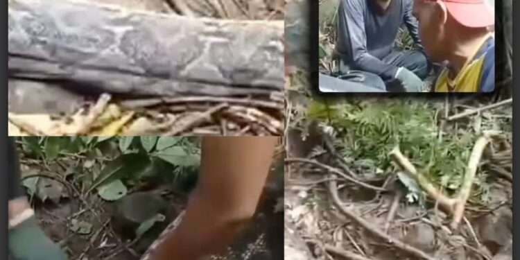 ASSUSTADOR: “A Sucuri comeu ela”: mulher desaparecida é encontrada dentro de cobra gigante; veja vídeo