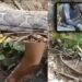 ASSUSTADOR: “A Sucuri comeu ela”: mulher desaparecida é encontrada dentro de cobra gigante; veja vídeo
