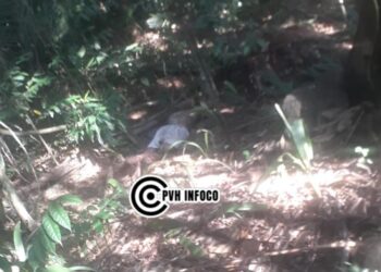 Corpo em decomposição é encontrado em área de mata às margens da BR-364, em Porto Velho