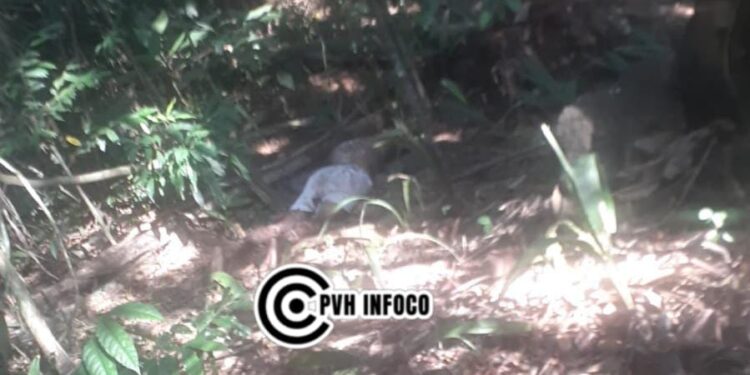 Corpo em decomposição é encontrado em área de mata às margens da BR-364, em Porto Velho