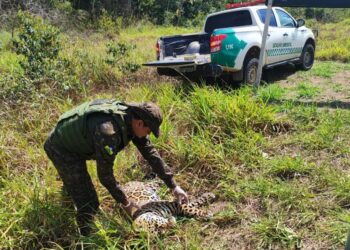 Polícia Ambiental encontra onça-pintada sem vida na BR-435, em Vilhena