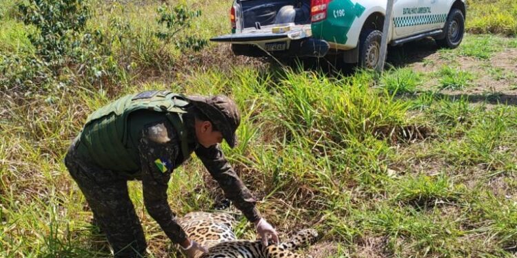 Polícia Ambiental encontra onça-pintada sem vida na BR-435, em Vilhena