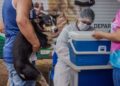 Porto Velho realiza campanha antirrábica no dia 29 de novembro
