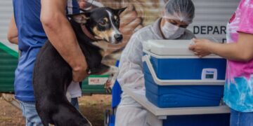 Porto Velho realiza campanha antirrábica no dia 29 de novembro
