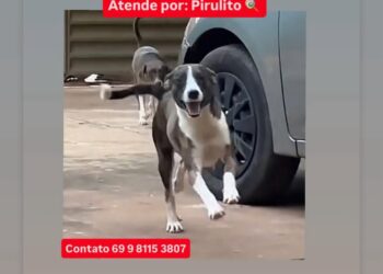Cachorrinho Pirulito Desaparecido — Família Oferece Recompensa
