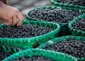 *Açaí ganha protagonismo em encontro climático da Amazônia e será debatido como estratégia para desenvolvimento sustentável da região* 
