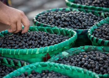 *Açaí ganha protagonismo em encontro climático da Amazônia e será debatido como estratégia para desenvolvimento sustentável da região* 