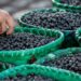 *Açaí ganha protagonismo em encontro climático da Amazônia e será debatido como estratégia para desenvolvimento sustentável da região* 