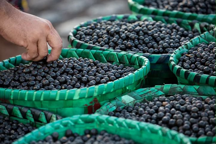 *Açaí ganha protagonismo em encontro climático da Amazônia e será debatido como estratégia para desenvolvimento sustentável da região*