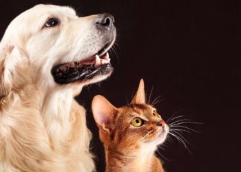 *Férias escolares exigem atenção redobrada: saiba como proteger a saúde e o bem-estar dos pets*