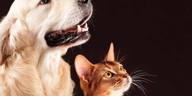 *Férias escolares exigem atenção redobrada: saiba como proteger a saúde e o bem-estar dos pets*