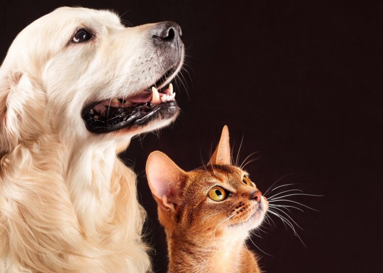 *Férias escolares exigem atenção redobrada: saiba como proteger a saúde e o bem-estar dos pets*