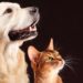 *Férias escolares exigem atenção redobrada: saiba como proteger a saúde e o bem-estar dos pets*